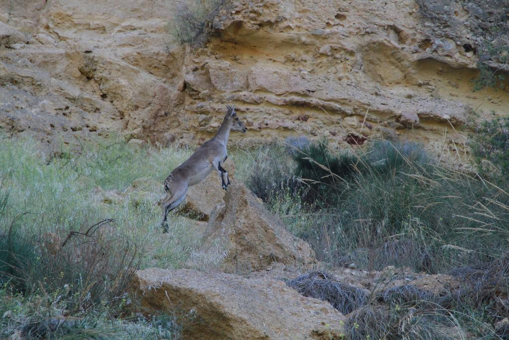Alojamientos Rurales Cortijo Las Golondrinas Alhama de Murcia Exterior foto