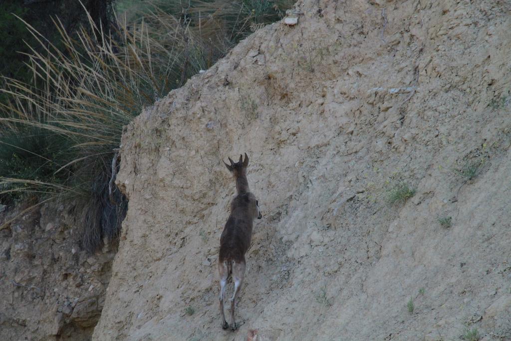 Alojamientos Rurales Cortijo Las Golondrinas Alhama de Murcia Exterior foto